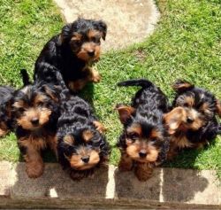 Yorkshire Terrier Pups =[marcbradly1.9.7.5 '@'g.m.a.i.l.c.o.m ]