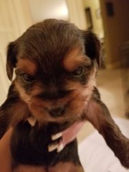 Yorkie puppies for sale! Upsate NY