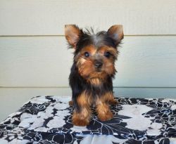 male and female Yorkie puppies for adoption.