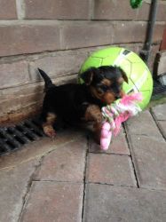 Cutest Yorkie Puppy for sale