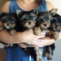 PLAYFUL YORKSHIRE TERRIER PUPPY AVAILABLE TODAY!