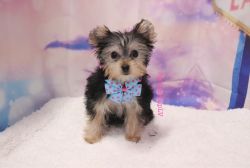 Yorkshire Terrier - Reese - Male