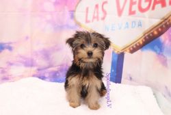 Yorkshire Terrier - Whiskey - Male