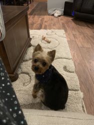 3 year old Yorkie