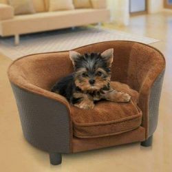 Biewer Yorkshire Terrier Puppies For Sale
