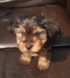 I'm selling a male Yorkie puppy