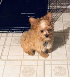 Golddust Yorkshire Terrier Puppy for Sale