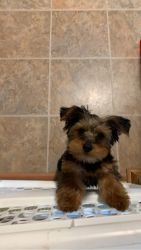 Selling a 4month old yorkie .