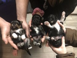 Yorkshire terrier/Havanese Shih Tzu Puppies for Sale
