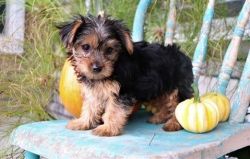 lovely Yorkie puppies