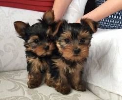Exquisite Yorkie puppies ready for new homes