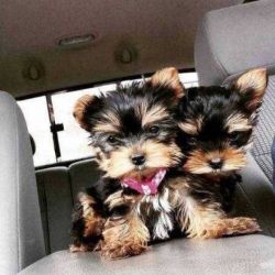 Extremely beautiful Teacup yorkie puppies male & female for sale (956)