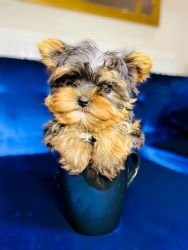 Adorable Yorkshire Terrier Puppies For Loving Homes