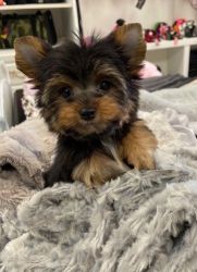 purebred Yorkie puppies available