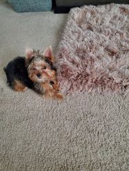 Toy Yorkie for rehome