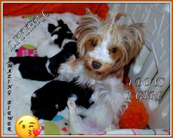 The Most Beautiful Yorkshire Terrier Puppy for sale