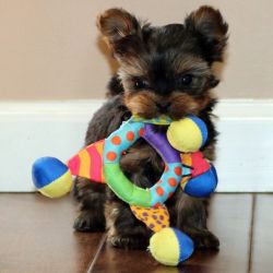 Yorkie puppies for good homes