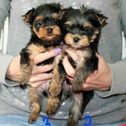 Teacup & Toy Yorkie Puppies for Sale. text/call to (5xx) xx7-0xx7
