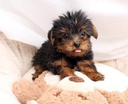 Beautiful little female Yorkie she is charting to be 3 to 3 1/2 pounds
