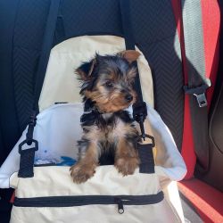 Hector is a sweet, friendly little Yorkshire Terrier puppy