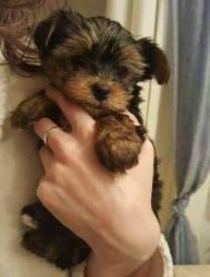 Playful AKC registered Teacup Yorkie puppies