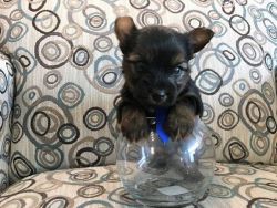 Yorkie puppies for rehoming