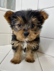 Female Yorkie for sale