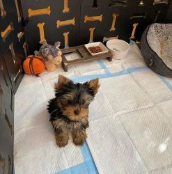10 weeks old Yorkie puppies available