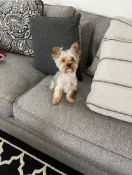 Full Bred Male Yorkie for Sale