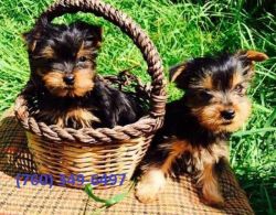 Healthy and adorable Yorkie puppies available