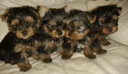 Lovely Yorkie puppies