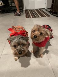 Yorkie Sisters For Sale