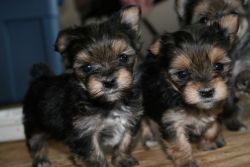 Teacup Yorkie puppies for rehoming