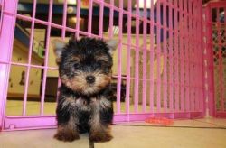 We have the cutest, adorable, Yorkie Puppis