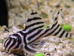 L 046 Hypancistrus Zebra fish for sale