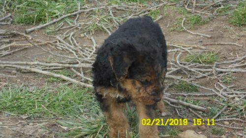 airedales for sale in olive hill ky