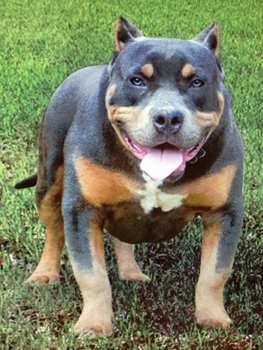 Droll Pitbull Puppies For Sale In Ga