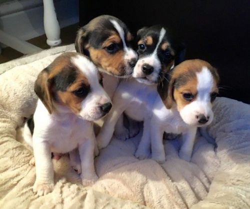 Beagle Puppies Sale Sacramento Ca 2429 Hoobly Us
