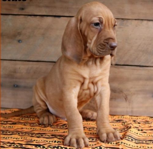 Buy Bloodhound Puppies in Tennessee USA