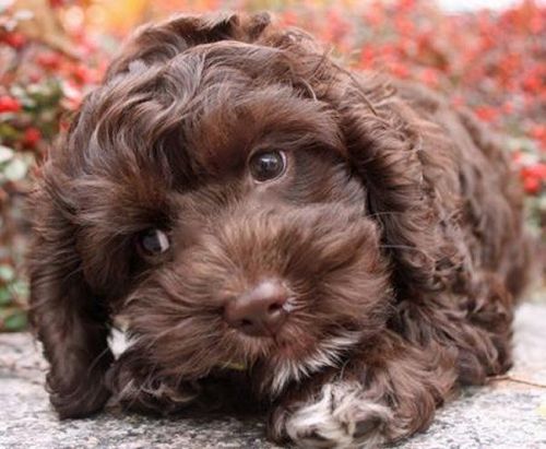 cockapoo for sale california