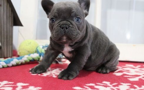 austin french bulldogs