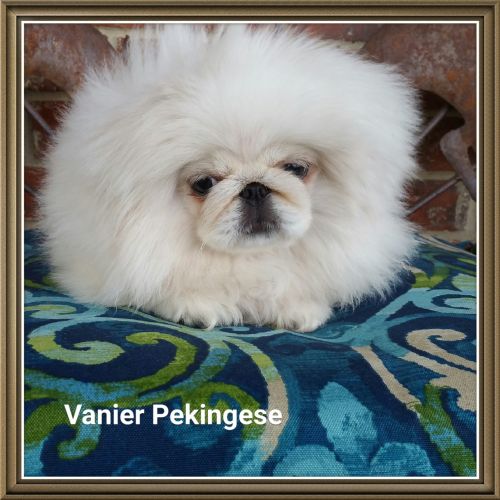 vanier pekingese
