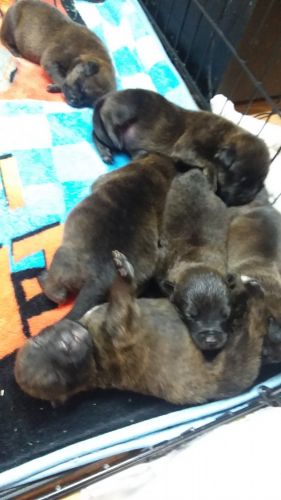 Rottweiler Puppies Sale Queenstown Md 8554 Hooblyus