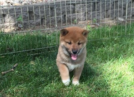 Shiba Inu Puppies Sale Fort Collins Co 138 Hoobly Us