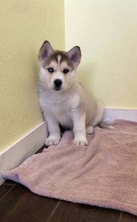 Siberian Husky Puppies For Sale In Michigan - PetsWall
