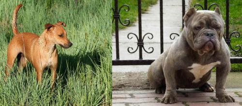 Africanis vs American Bully - Breed Comparison