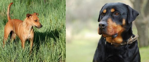 Africanis vs Rottweiler - Breed Comparison