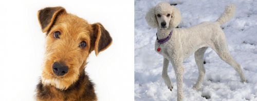 Airedale Terrier vs Poodle - Breed Comparison