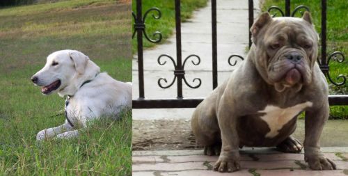 Akbash Dog vs American Bully - Breed Comparison