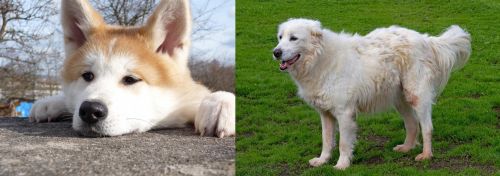 Akita vs Abruzzenhund - Breed Comparison
